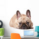French Bulldog Wall Decal