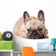 French Bulldog Wall Decal