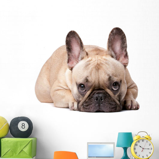 French Bulldog Wall Decal