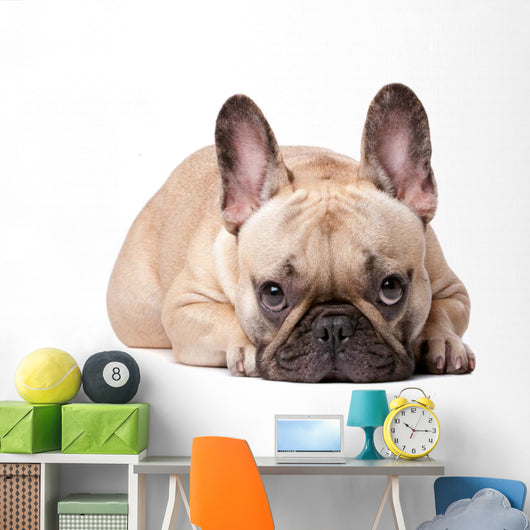 French Bulldog Wall Decal
