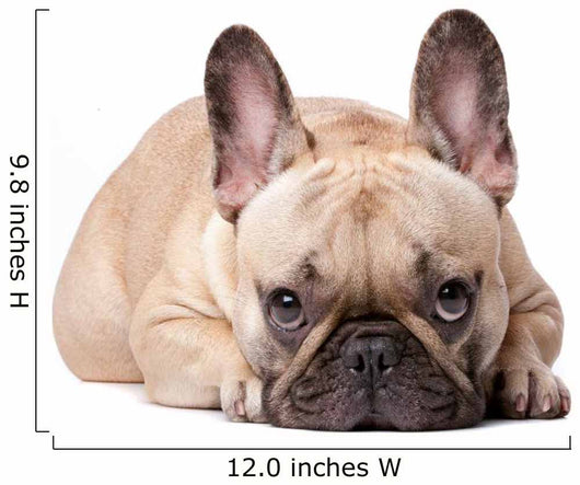 French Bulldog Wall Decal