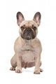 french bulldog Wall Decal