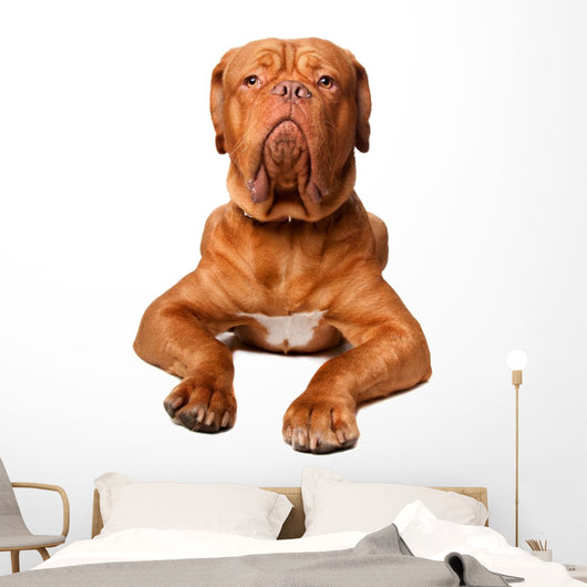 French Mastiff Wall Decal