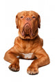 French Mastiff Wall Decal