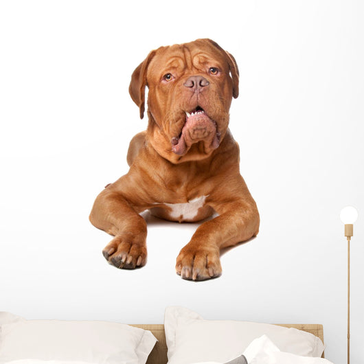 Bordeaux French Mastiff Wall Decal