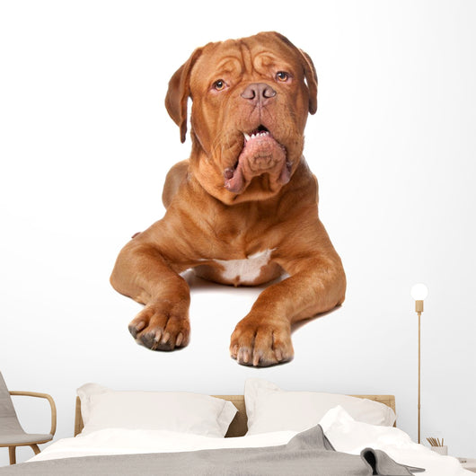 Bordeaux French Mastiff Wall Decal