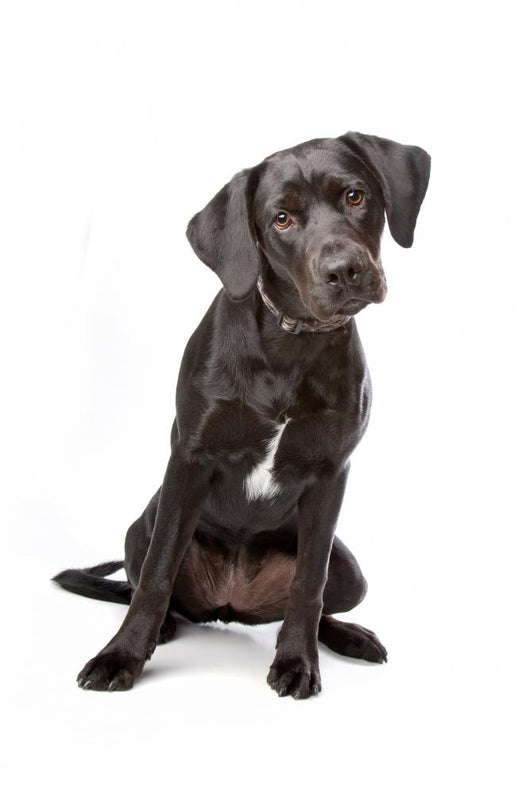 Mixed Breed Lab Cross Wall Decal