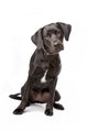 Mixed Breed Lab Cross Wall Decal