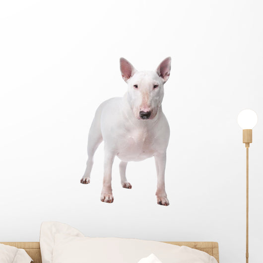 Bull terrier Wall Decal
