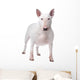 Bull terrier Wall Decal