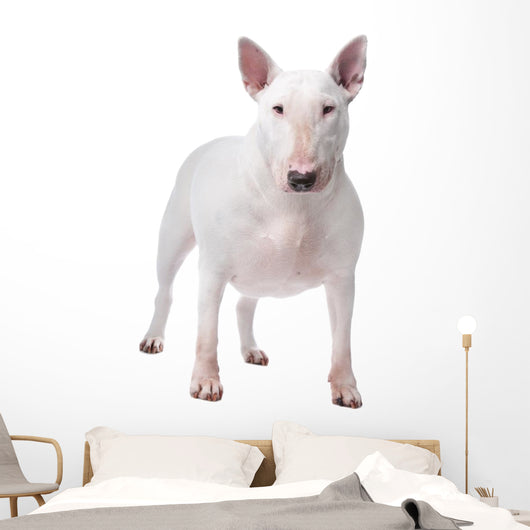 Bull terrier Wall Decal