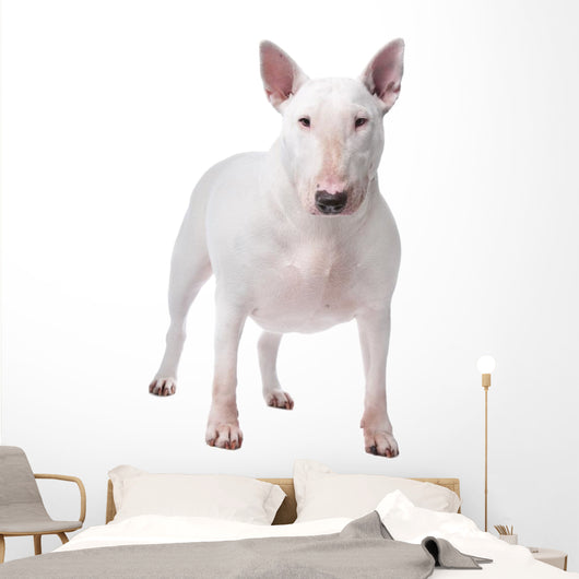 Bull terrier Wall Decal