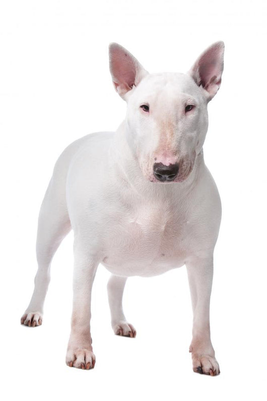 Bull terrier Wall Decal