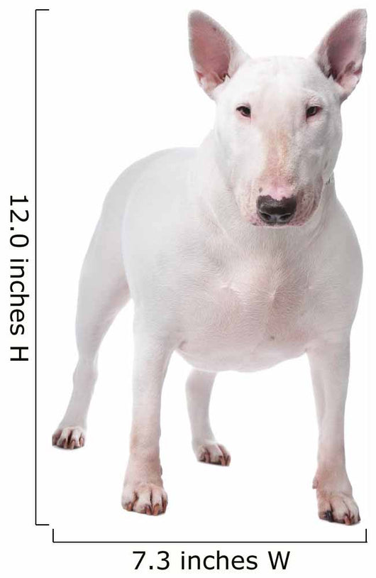 Bull terrier Wall Decal