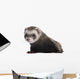 Ferret 6 Months Old Wall Decal
