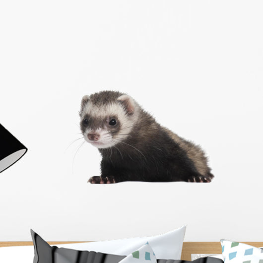 Ferret 6 Months Old Wall Decal