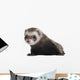 Ferret 6 Months Old Wall Decal