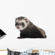 Ferret 6 Months Old Wall Decal