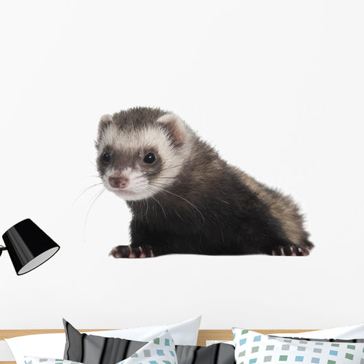 Ferret 6 Months Old Wall Decal