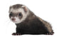 Ferret 6 Months Old Wall Decal