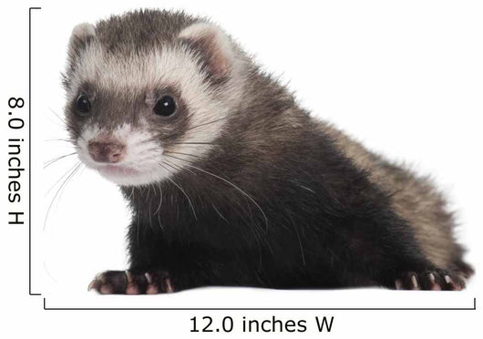 Ferret 6 Months Old Wall Decal