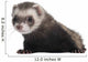 Ferret 6 Months Old Wall Decal