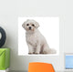 Coton de Tulear, 7 years old, sitting Wall Decal