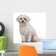 Coton de Tulear, 7 years old, sitting Wall Decal