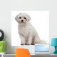 Coton de Tulear, 7 years old, sitting Wall Decal