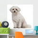Coton de Tulear, 7 years old, sitting Wall Decal