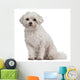 Coton de Tulear, 7 years old, sitting Wall Decal