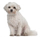 Coton de Tulear, 7 years old, sitting Wall Decal
