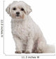 Coton de Tulear, 7 years old, sitting Wall Decal