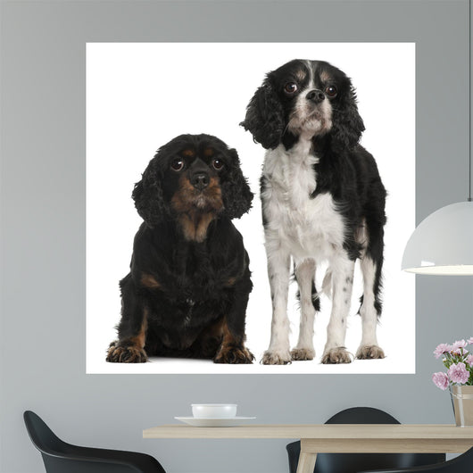 Cavalier King Charles Spaniels Wall Decal