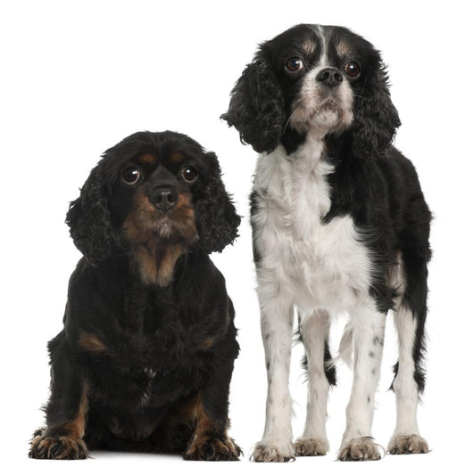 Cavalier King Charles Spaniels Wall Decal