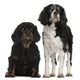Cavalier King Charles Spaniels Wall Decal