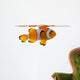Clownfish, Amphiprion ocellaris, in front of white background Wall Decal