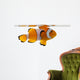 Clownfish, Amphiprion ocellaris, in front of white background Wall Decal