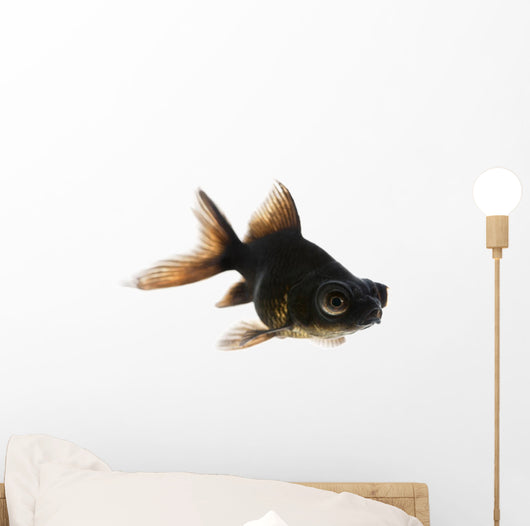 Black Moor Goldfish Wall Decal