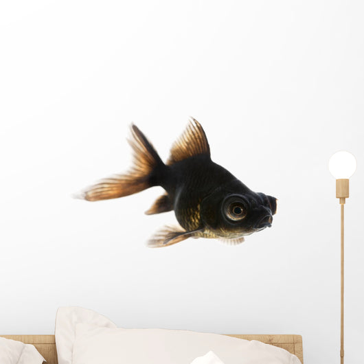Black Moor Goldfish Wall Decal