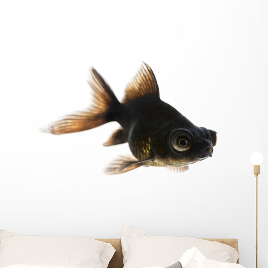 Black Moor Goldfish Wall Decal