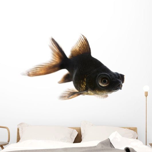 Black Moor Goldfish Wall Decal