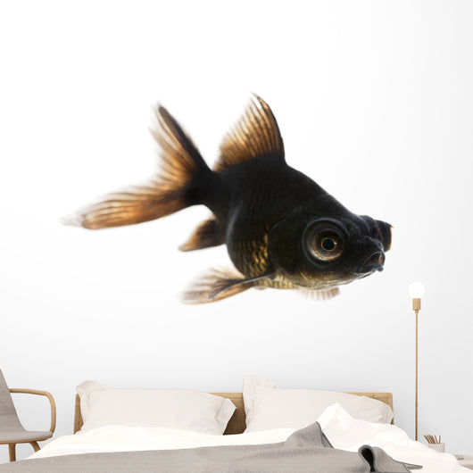 Black Moor Goldfish Wall Decal