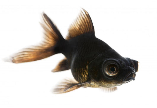 Black Moor Goldfish Wall Decal