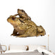 Mother Common Toad Wall Decal