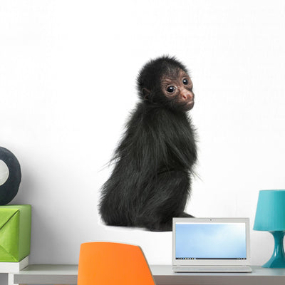 Red-faced Spider Monkey Ateles Wall Decal shown on a wall