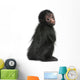 Red-faced Spider Monkey, Ateles paniscus, 3 months old Wall Decal