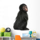 Red-faced Spider Monkey, Ateles paniscus, 3 months old Wall Decal