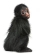 Red-faced Spider Monkey, Ateles paniscus, 3 months old Wall Decal