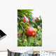 Pomegranate Fruit Wall Mural